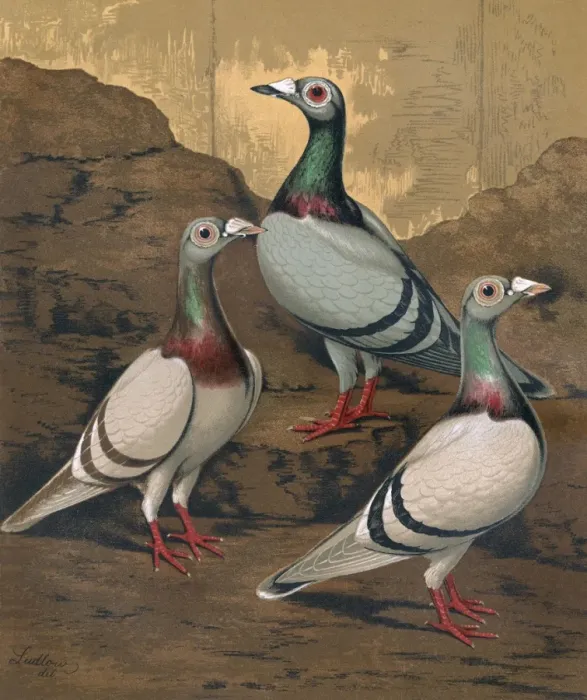 Framed Print : Pigeons - Three Dragoons, Birmingham Fancy Framed Print : Pigeons - Three Dragoons, Birmingham Fancy