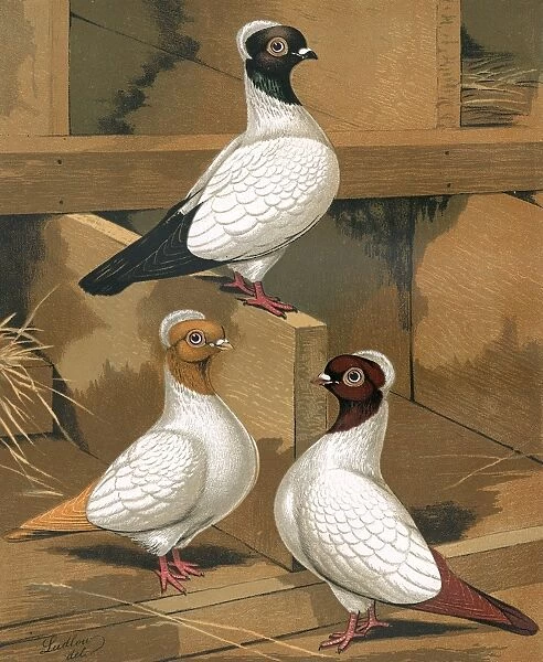 Pigeons - Three Nuns with varied colourations, Fancy Breed