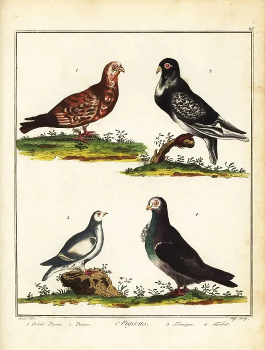 Framed Print : Pigeons: Polish pigeon, pouter, ptarmigan and turbit Framed Print : Pigeons: Polish pigeon, pouter, ptarmigan and turbit