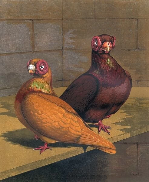 Pigeons - Red and Yellow Barbs, Fancy Breed