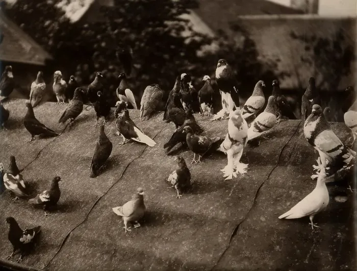 Framed Print : Pigeons on roof Framed Print : Pigeons on roof