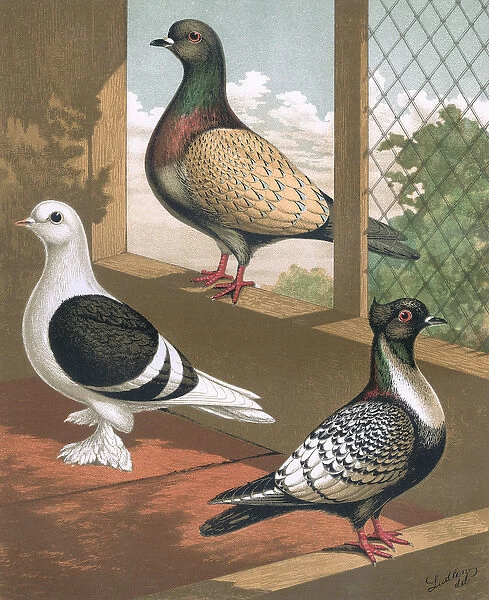 Pigeons - Shield, Hyacinth, Suarbian, German Toy Breeds