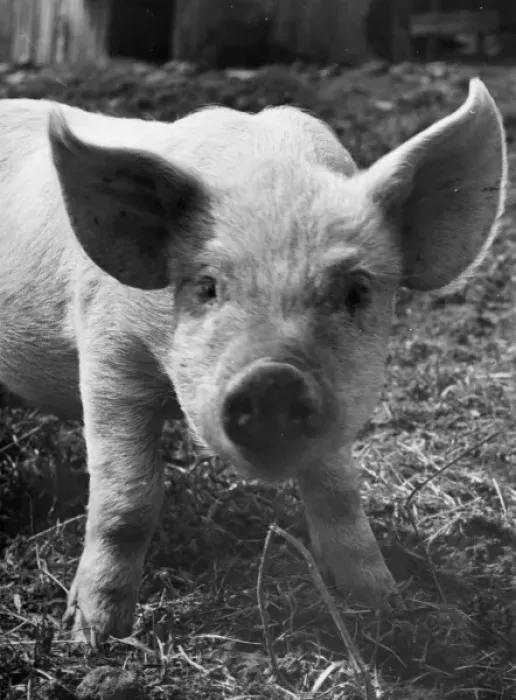 Framed Print : A piglet gazes into the camera Framed Print : A piglet gazes into the camera