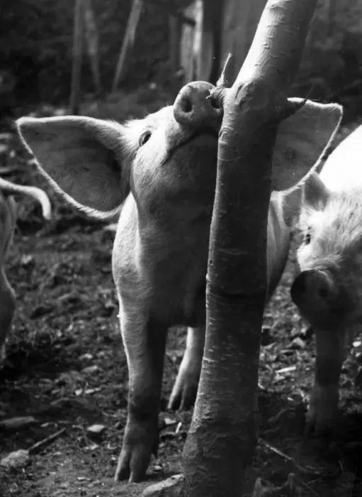 Framed Print : Two piglets in a wooded area Framed Print : Two piglets in a wooded area