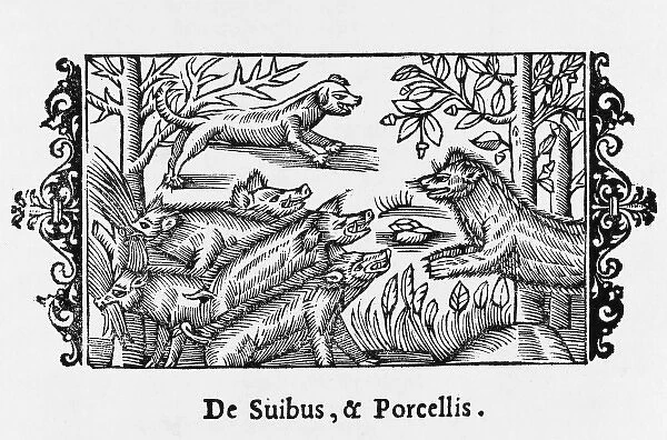 Pigs  /  Olaus Magnus 1555