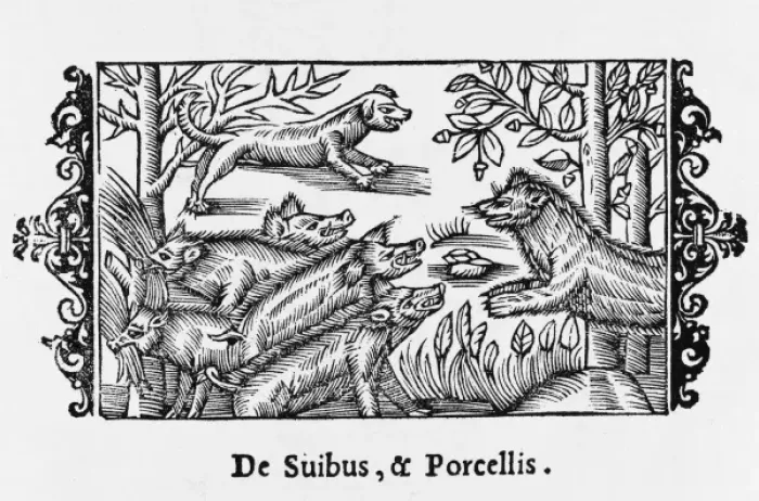 Framed Print : Pigs / Olaus Magnus 1555 Framed Print : Pigs / Olaus Magnus 1555