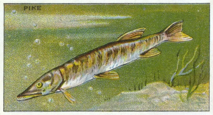 Framed Print : PIKE / MORRIS / 1928 Framed Print : PIKE / MORRIS / 1928