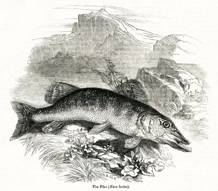 Framed Print : Pike, Northern Pike, Esox lucius Framed Print : Pike, Northern Pike, Esox lucius