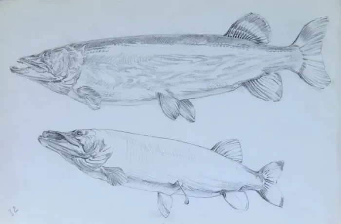 Framed Print : Pike - pencil studies Framed Print : Pike - pencil studies