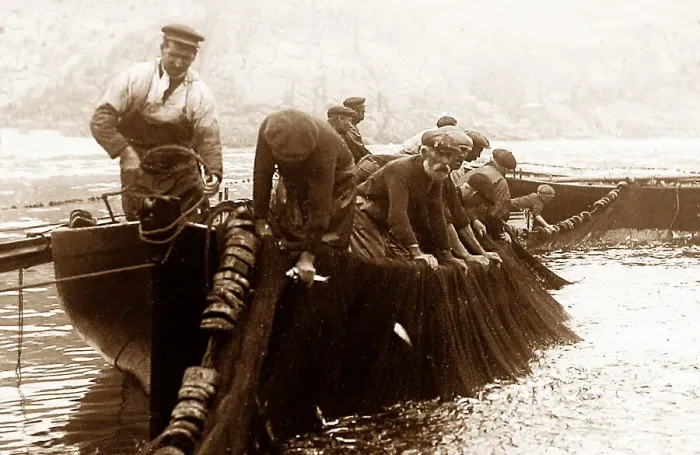 Framed Print : Pilchard fishing in Cornwall with Seine net Framed Print : Pilchard fishing in Cornwall with Seine net