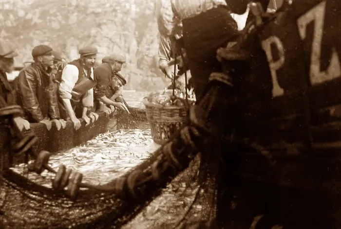 Framed Print : Pilchard fishing in Cornwall with Seine net Framed Print : Pilchard fishing in Cornwall with Seine net