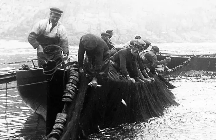 Framed Print : Pilchard Fishing in Cornwall using seine nets early 1900s Framed Print : Pilchard Fishing in Cornwall using seine nets early 1900s