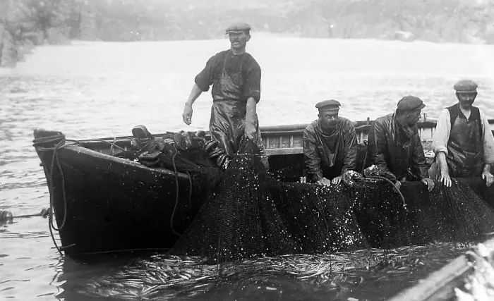Framed Print : Pilchard Fishing in Cornwall using seine nets early 1900s Framed Print : Pilchard Fishing in Cornwall using seine nets early 1900s