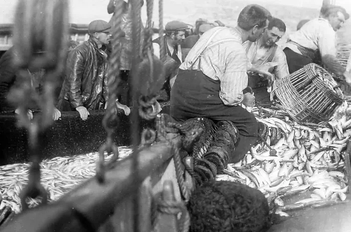 Framed Print : Pilchard Fishing in Cornwall using seine nets early 1900s Framed Print : Pilchard Fishing in Cornwall using seine nets early 1900s