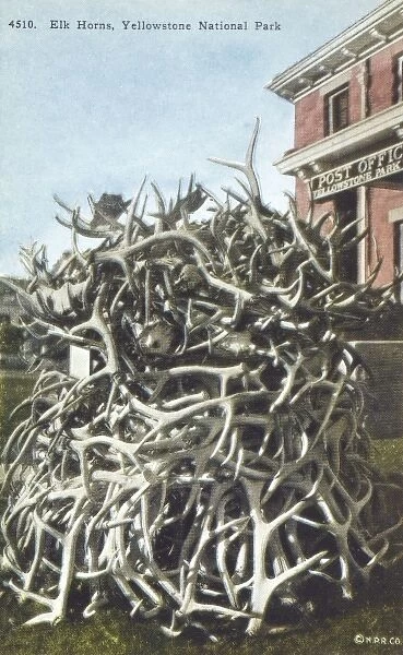 Pile of elk horns - Yellowstone National Park