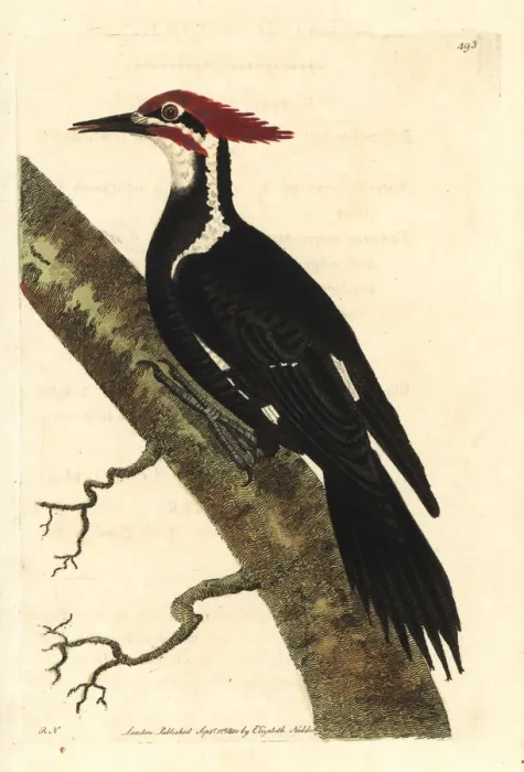 Framed Print : Pileated woodpecker, Dryocopus pileatus Framed Print : Pileated woodpecker, Dryocopus pileatus