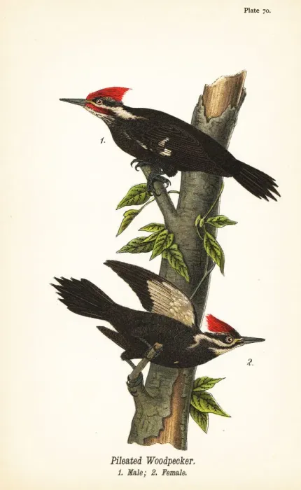 Framed Print : Pileated woodpecker, Dryocopus pileatus Framed Print : Pileated woodpecker, Dryocopus pileatus