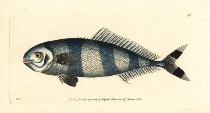 Framed Print : Pilot fish, Naucrates ductor Framed Print : Pilot fish, Naucrates ductor