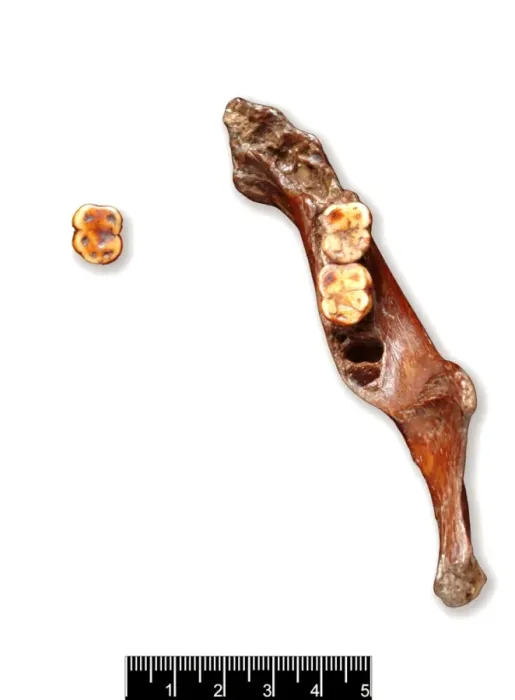 Framed Print : Piltdown 1 jaw and Piltdown 2 left molar Framed Print : Piltdown 1 jaw and Piltdown 2 left molar