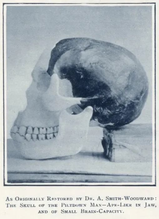 Framed Print : Piltdown Skull Framed Print : Piltdown Skull