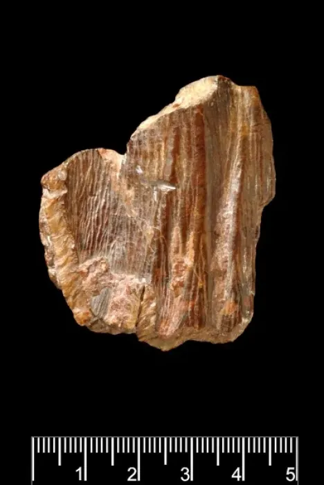 Framed Print : Piltdown Stegodon tooth Framed Print : Piltdown Stegodon tooth