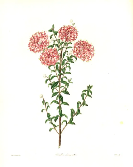 Framed Print : Pimelea ferruginea var. diosmaefolia Framed Print : Pimelea ferruginea var. diosmaefolia