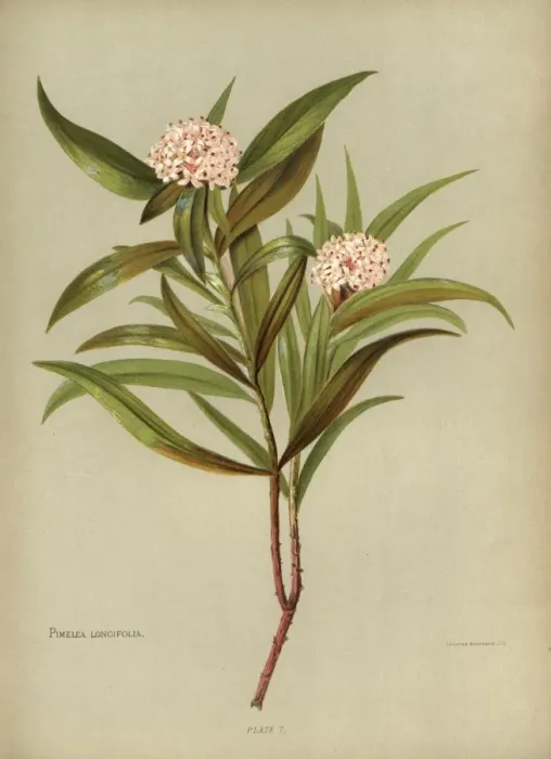 Framed Print : Pimelea Longifolia or Taranga Framed Print : Pimelea Longifolia or Taranga