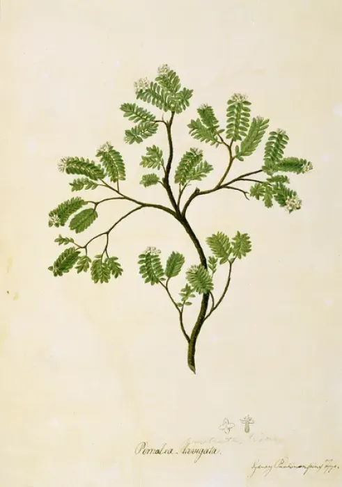 Framed Print : Pimelea prostrata, strathmore weed Framed Print : Pimelea prostrata, strathmore weed