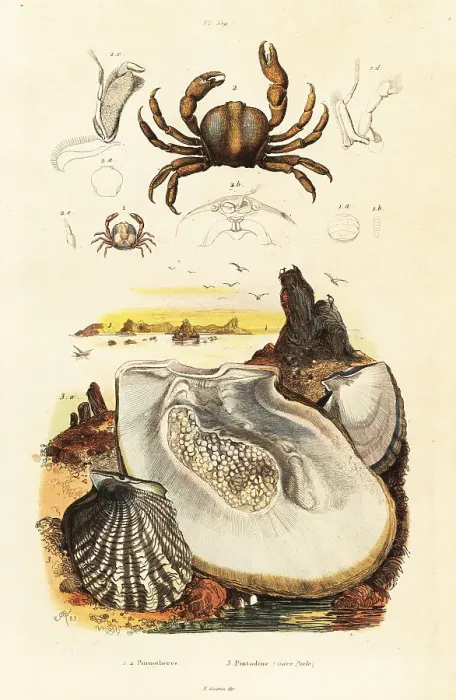Framed Print : Pin crabs and pearl oyster Framed Print : Pin crabs and pearl oyster