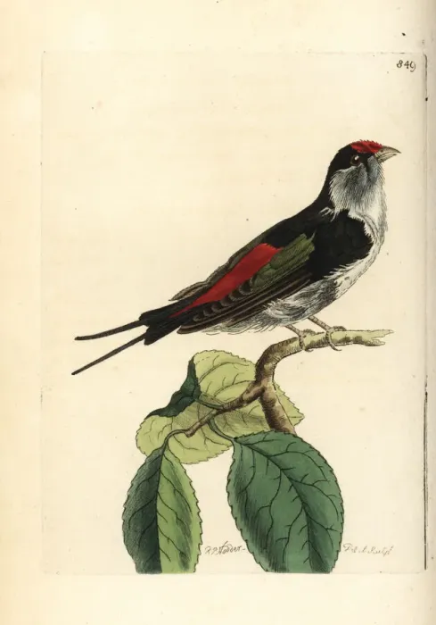 Framed Print : Pin-tailed manakin, Ilicura militaris Framed Print : Pin-tailed manakin, Ilicura militaris