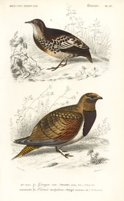 Framed Print : Pin-tailed sandgrouse, Pterocles alchata Framed Print : Pin-tailed sandgrouse, Pterocles alchata