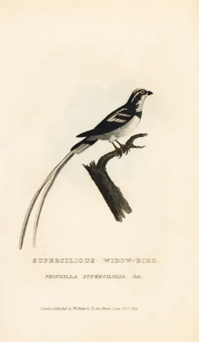 Framed Print : Pin-tailed whydah, Vidua macroura Framed Print : Pin-tailed whydah, Vidua macroura