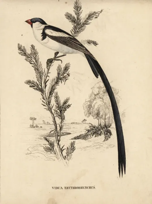 Framed Print : Pin-tailed whydah, Vidua macroura