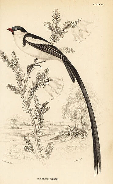 Pin-tailed whydah, Vidua macroura
