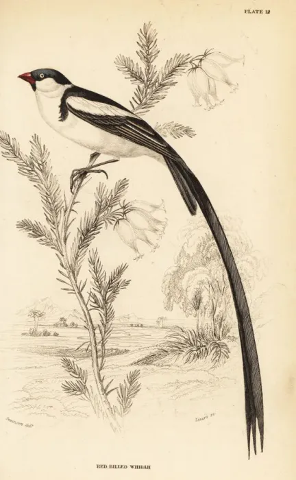 Framed Print : Pin-tailed whydah, Vidua macroura Framed Print : Pin-tailed whydah, Vidua macroura