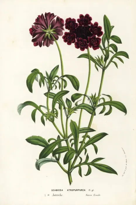Framed Print : Pincushion flower or sweet scabious, Scabiosa atropurpurea Framed Print : Pincushion flower or sweet scabious, Scabiosa atropurpurea