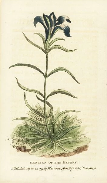 Pine barrens gentian, Gentiana autumnalis