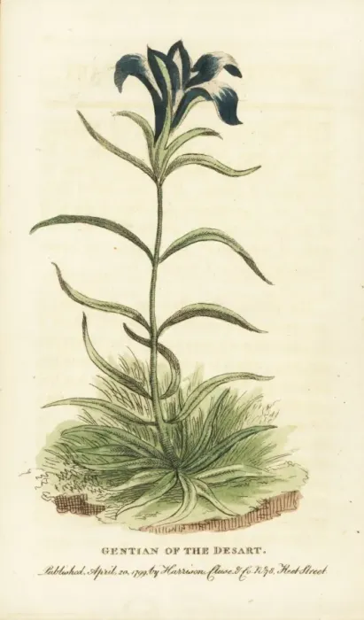 Framed Print : Pine barrens gentian, Gentiana autumnalis
