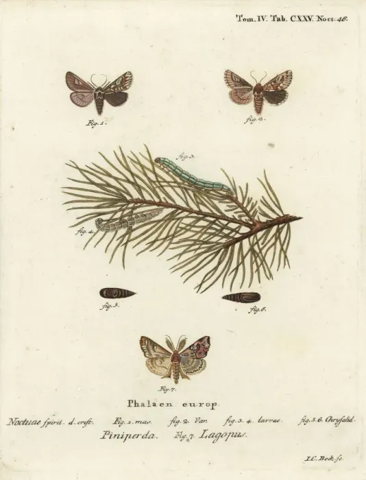 Framed Print : Pine beauty and latin moth Framed Print : Pine beauty and latin moth