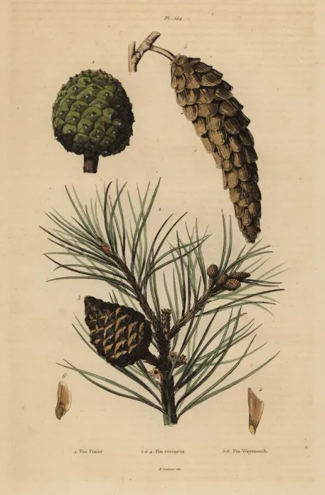 Framed Print : Pine cones Framed Print : Pine cones