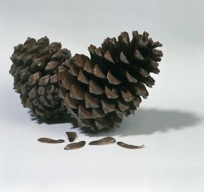 Framed Print : Pine cones Framed Print : Pine cones