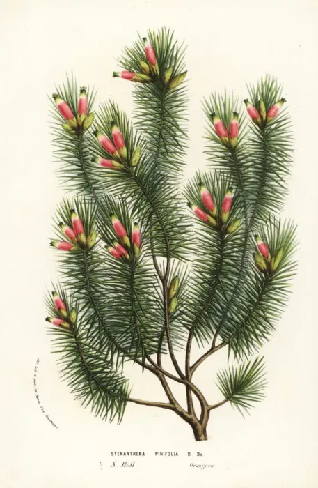 Framed Print : Pine heath, Astroloma pinifolium Framed Print : Pine heath, Astroloma pinifolium