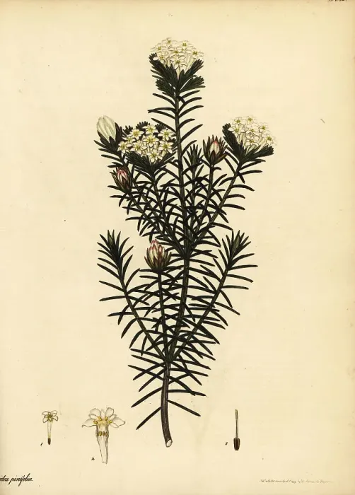 Framed Print : Pine-leaved saffron-bush, Gnidia pinifolia Framed Print : Pine-leaved saffron-bush, Gnidia pinifolia