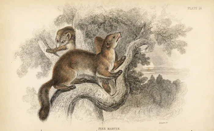 Framed Print : Pine marten, Martes martes Framed Print : Pine marten, Martes martes