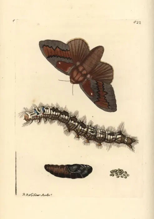 Framed Print : Pine-tree lappet moth, Dendrolimus pini Framed Print : Pine-tree lappet moth, Dendrolimus pini