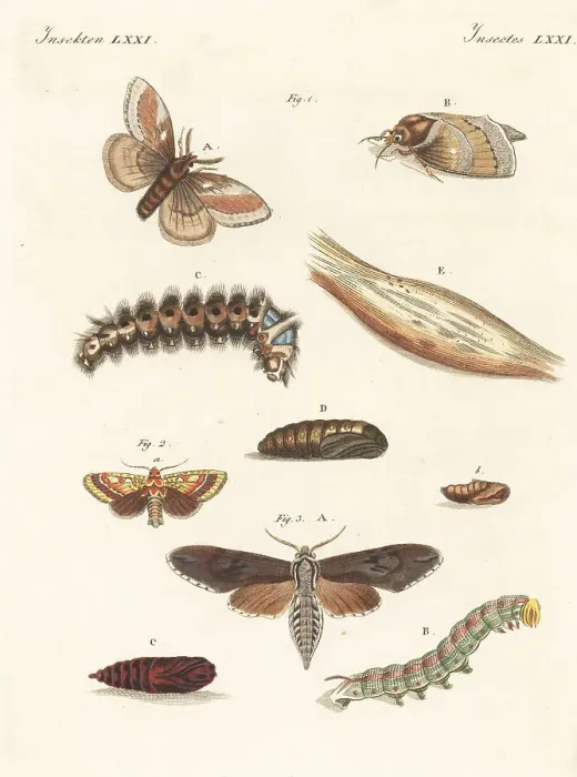Framed Print : Pine-tree lappet moth, pine beauty and pine hawk-moth Framed Print : Pine-tree lappet moth, pine beauty and pine hawk-moth