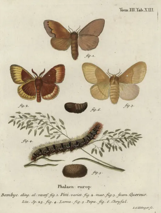 Framed Print : Pine tree lappet and oak eggar moths Framed Print : Pine tree lappet and oak eggar moths