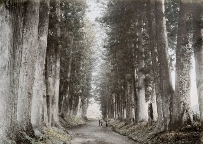Framed Print : Pine trees, Imaichi road, Nikko, Japan Framed Print : Pine trees, Imaichi road, Nikko, Japan