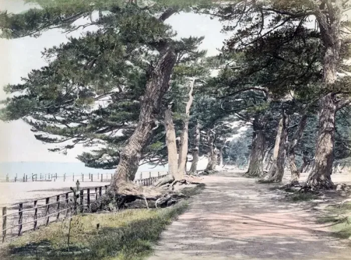 Framed Print : Pine trees at Maikonohama, near Kobe, Hyogo, Japan, circa 18 Framed Print : Pine trees at Maikonohama, near Kobe, Hyogo, Japan, circa 18