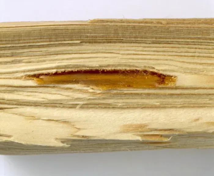 Framed Print : Pine wood with resin filled cavity Framed Print : Pine wood with resin filled cavity